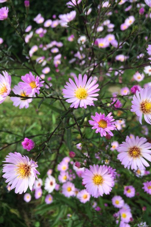 Aster 'Vasterival'