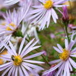 Aster pyrenaeus 'Lutetia' - herfstaster vaste plant
