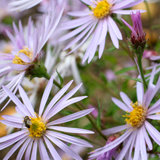 Aster pyrenaeus 'Lutetia' - herfstaster vaste plant