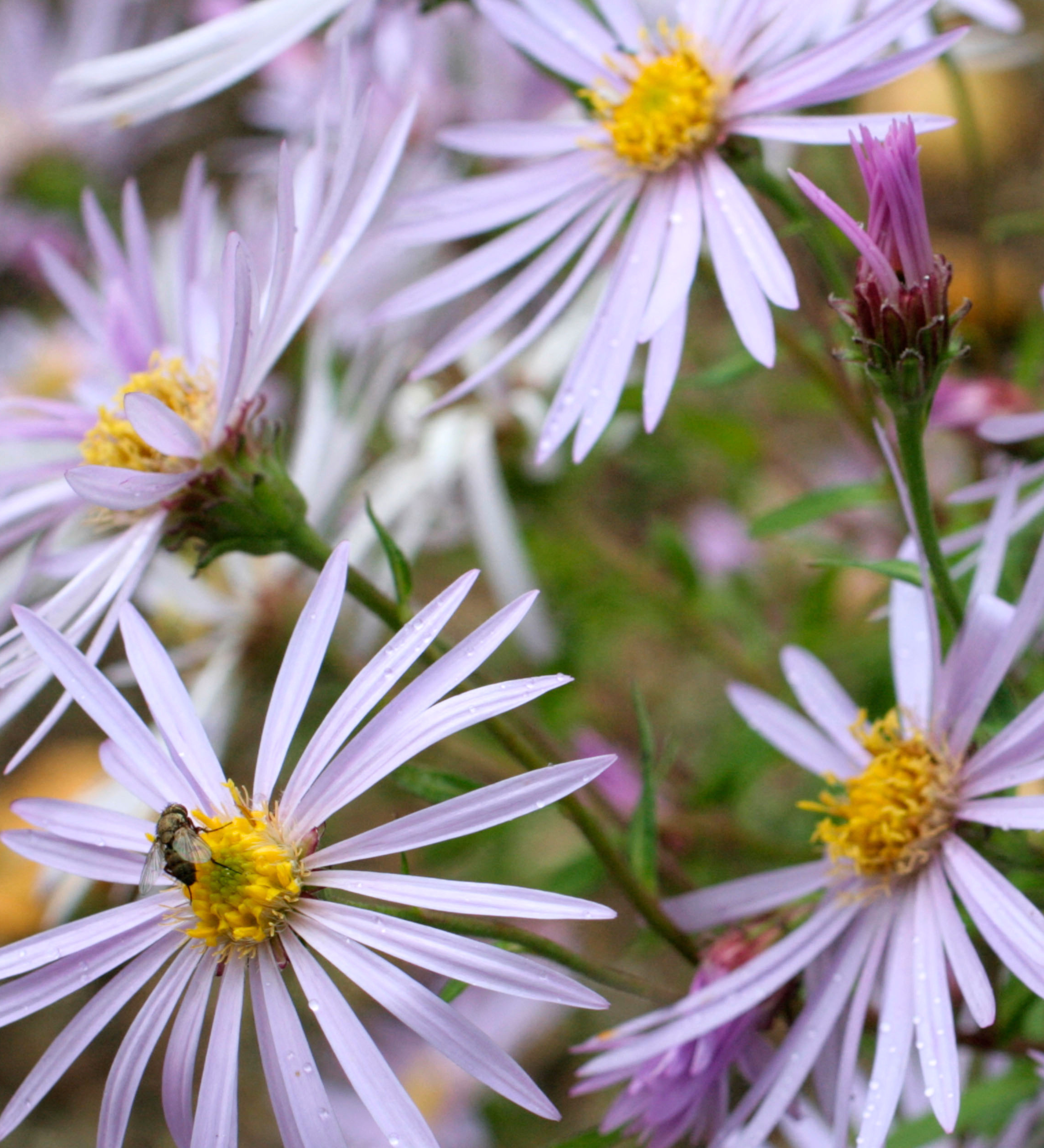 Aster pyrenaeus 'Lutetia' - herfstaster vaste plant