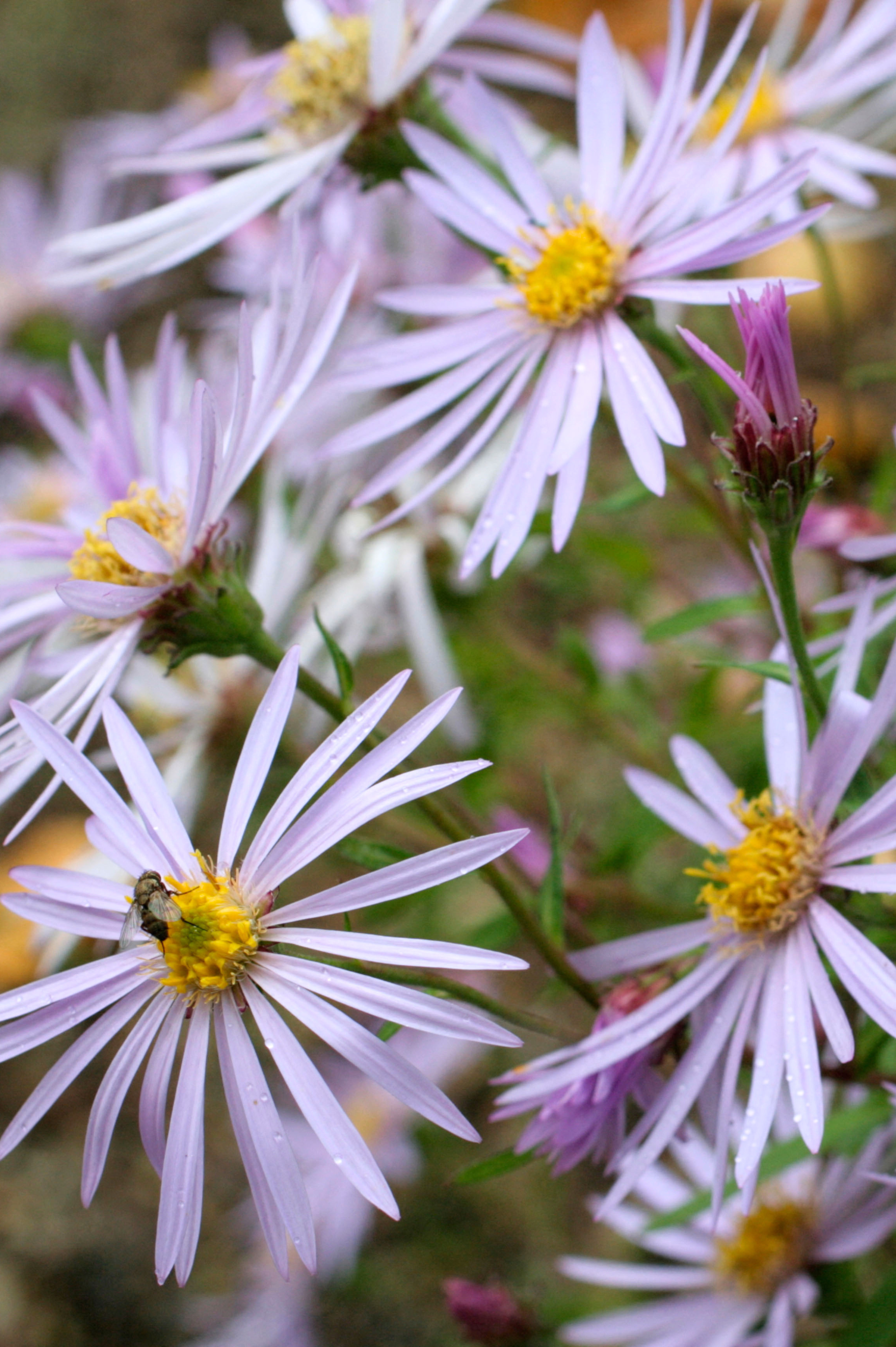 Aster pyrenaeus 'Lutetia' - herfstaster vaste plant