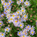 Aster ageratoides 'Asran'-Angelo