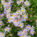 Aster ageratoides 'Asran'-Angelo