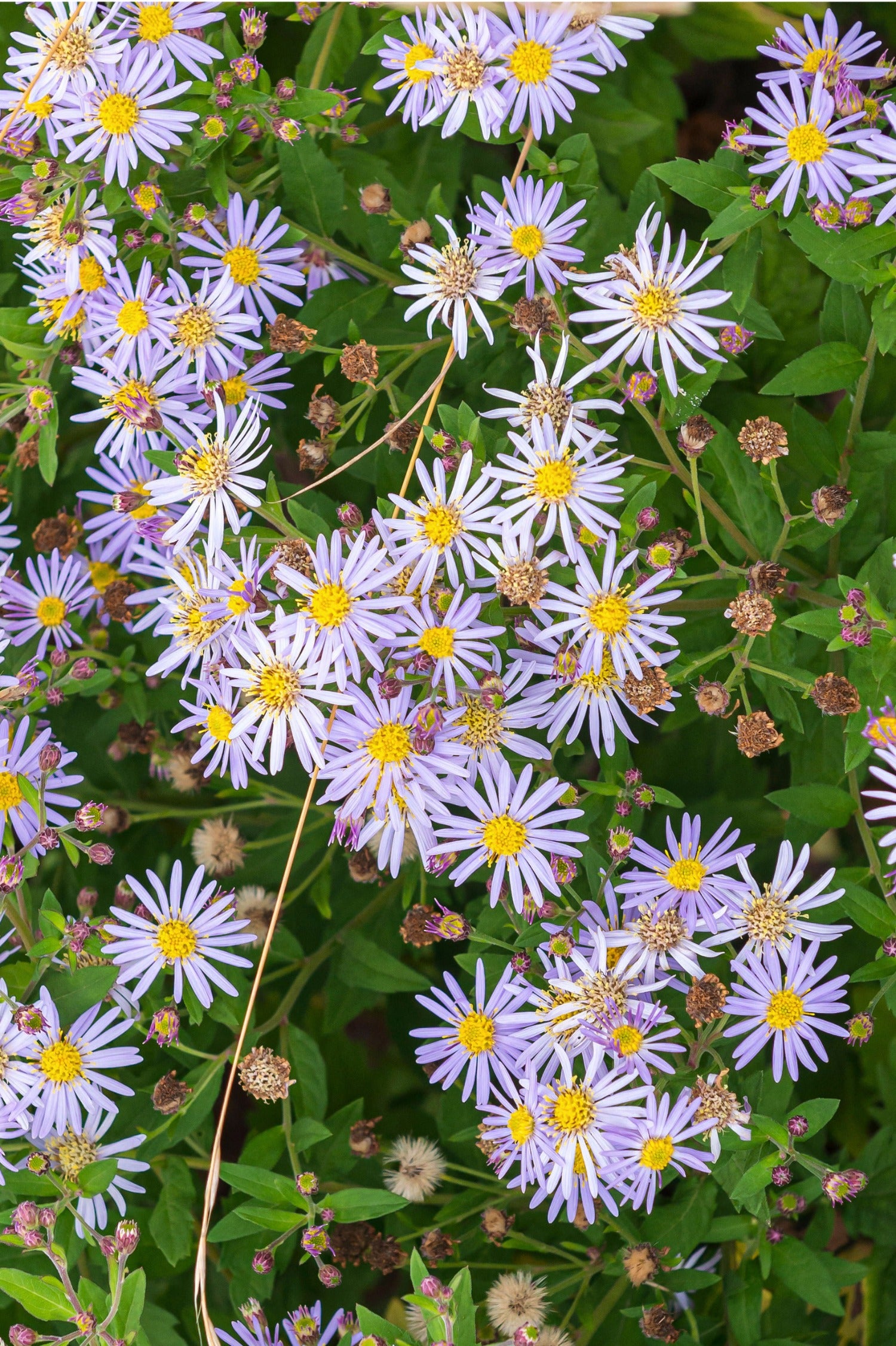 Aster ageratoides 'Asran'-Angelo