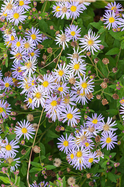 Aster ageratoides 'Asran'
