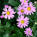 Aster amellus 'Rosa Erfüllung'