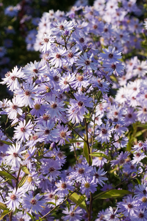 Aster cordifolius 'Blütenregen'