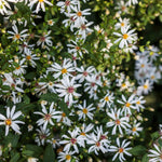 Aster divaricatus