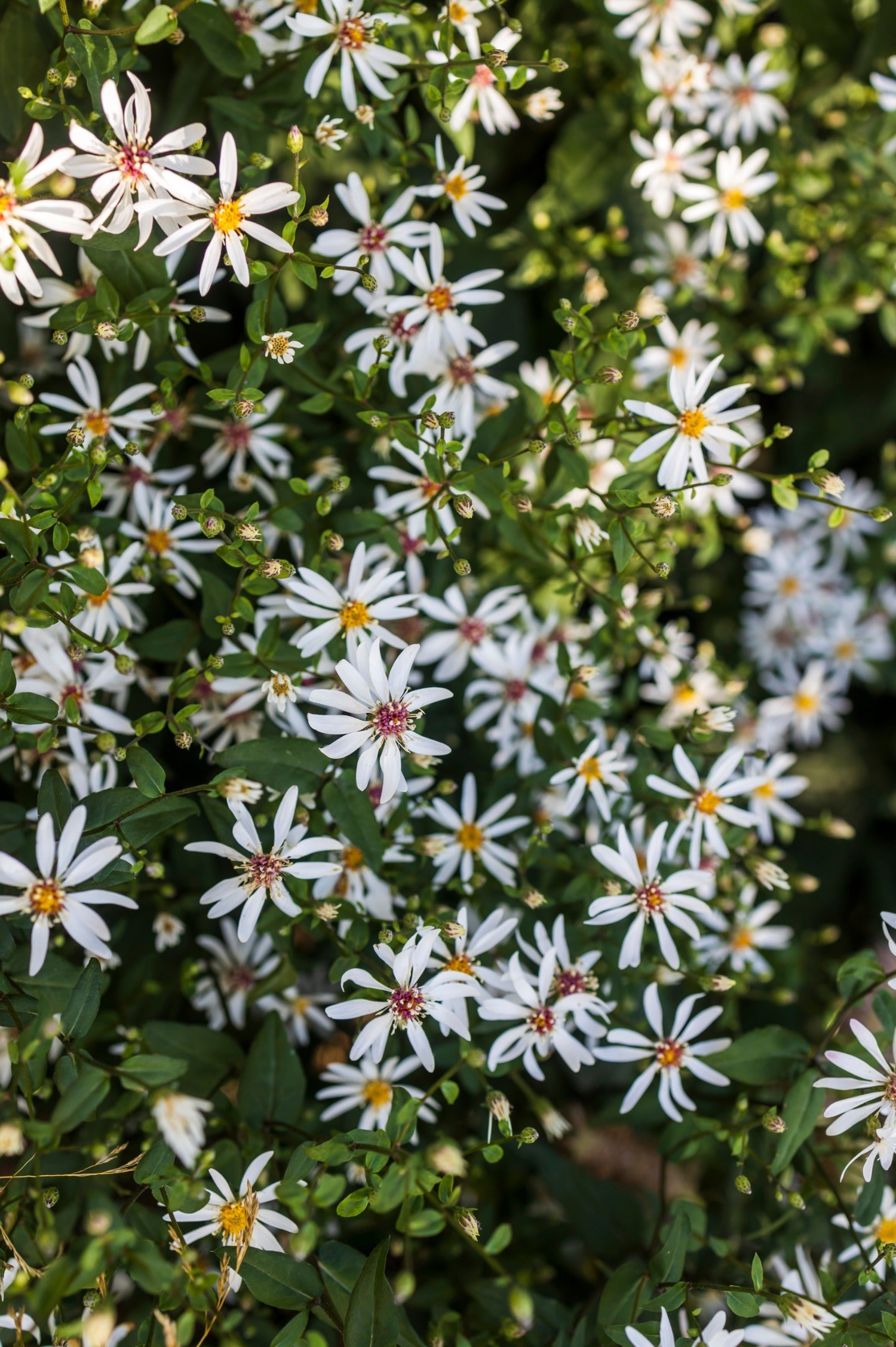 Aster divaricatus