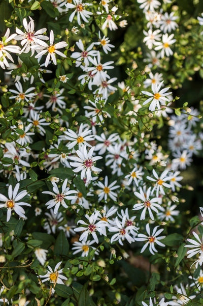 Aster divaricatus