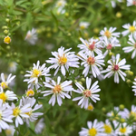 Aster ericoides 'Erlkonig' - herfstaster vaste plant
