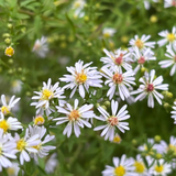 Aster ericoides 'Erlkonig' - herfstaster vaste plant