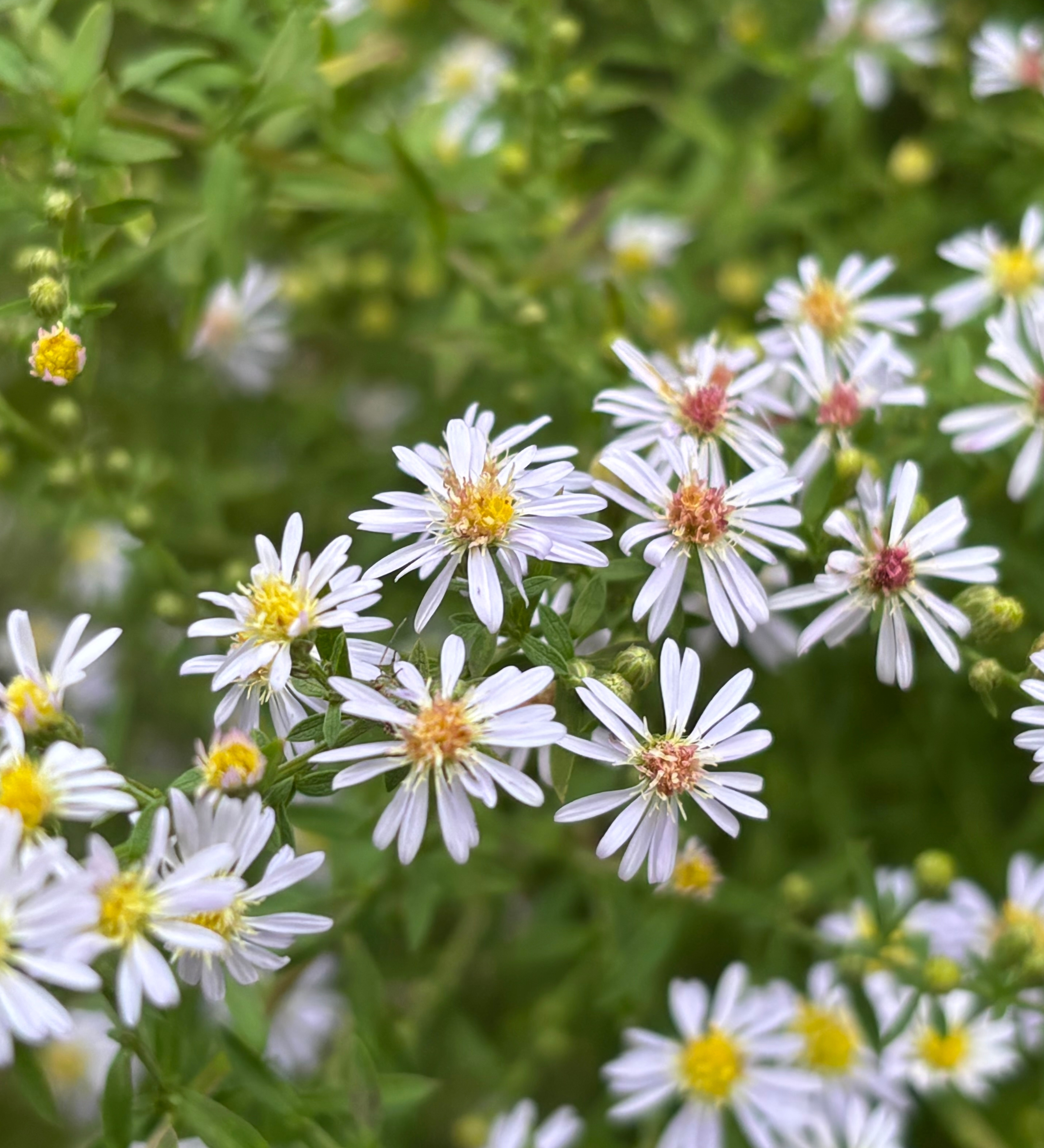 Aster ericoides 'Erlkonig' - herfstaster vaste plant