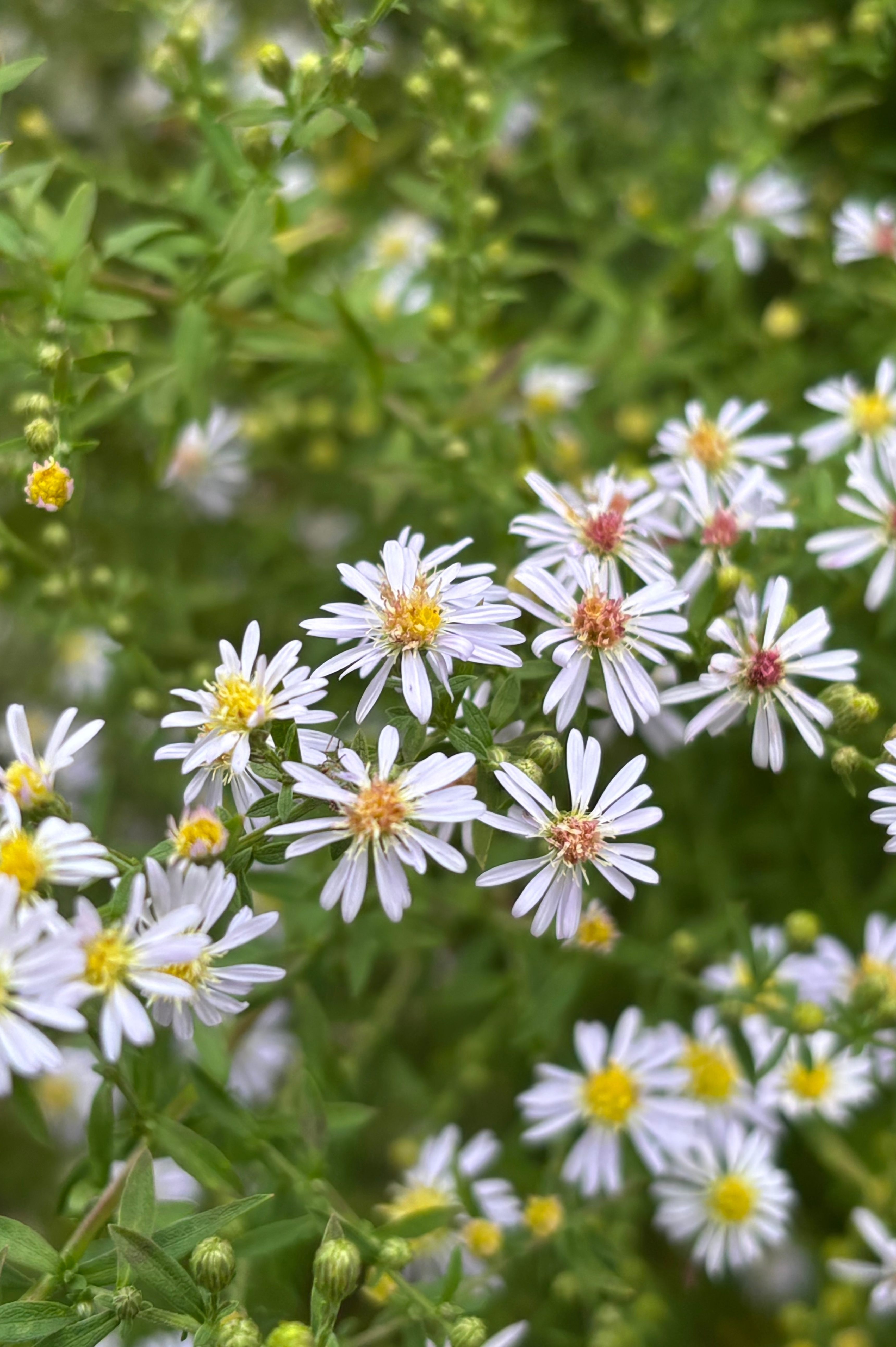 Aster ericoides 'Erlkonig' - herfstaster vaste plant