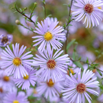 Aster laevis 'Blauschleier' - herfstaster vaste plant