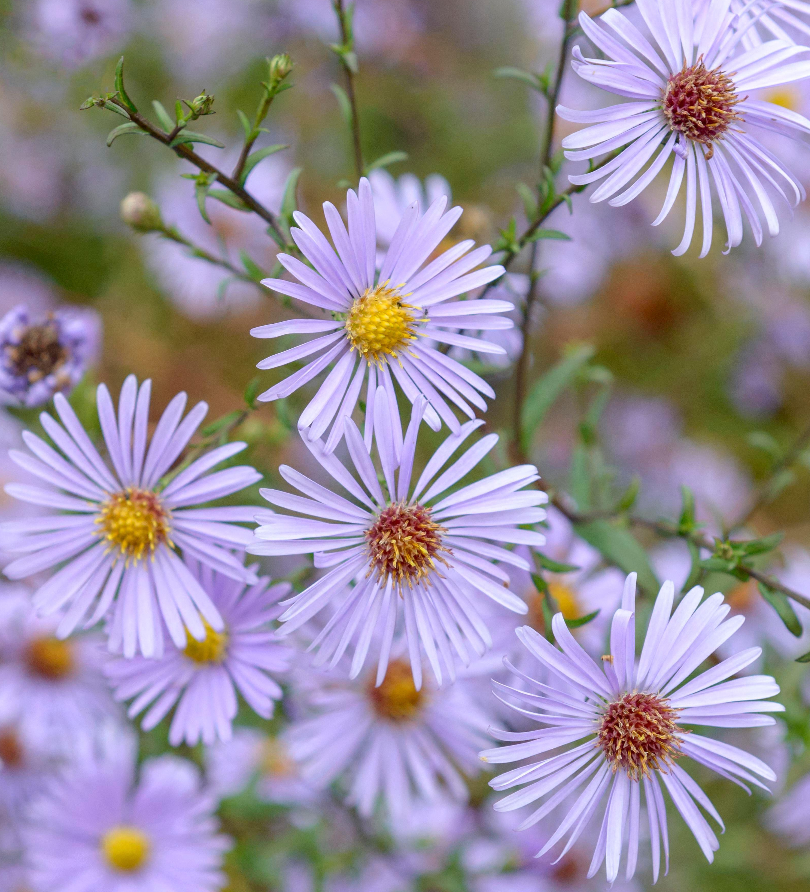 Aster laevis 'Blauschleier' - herfstaster vaste plant