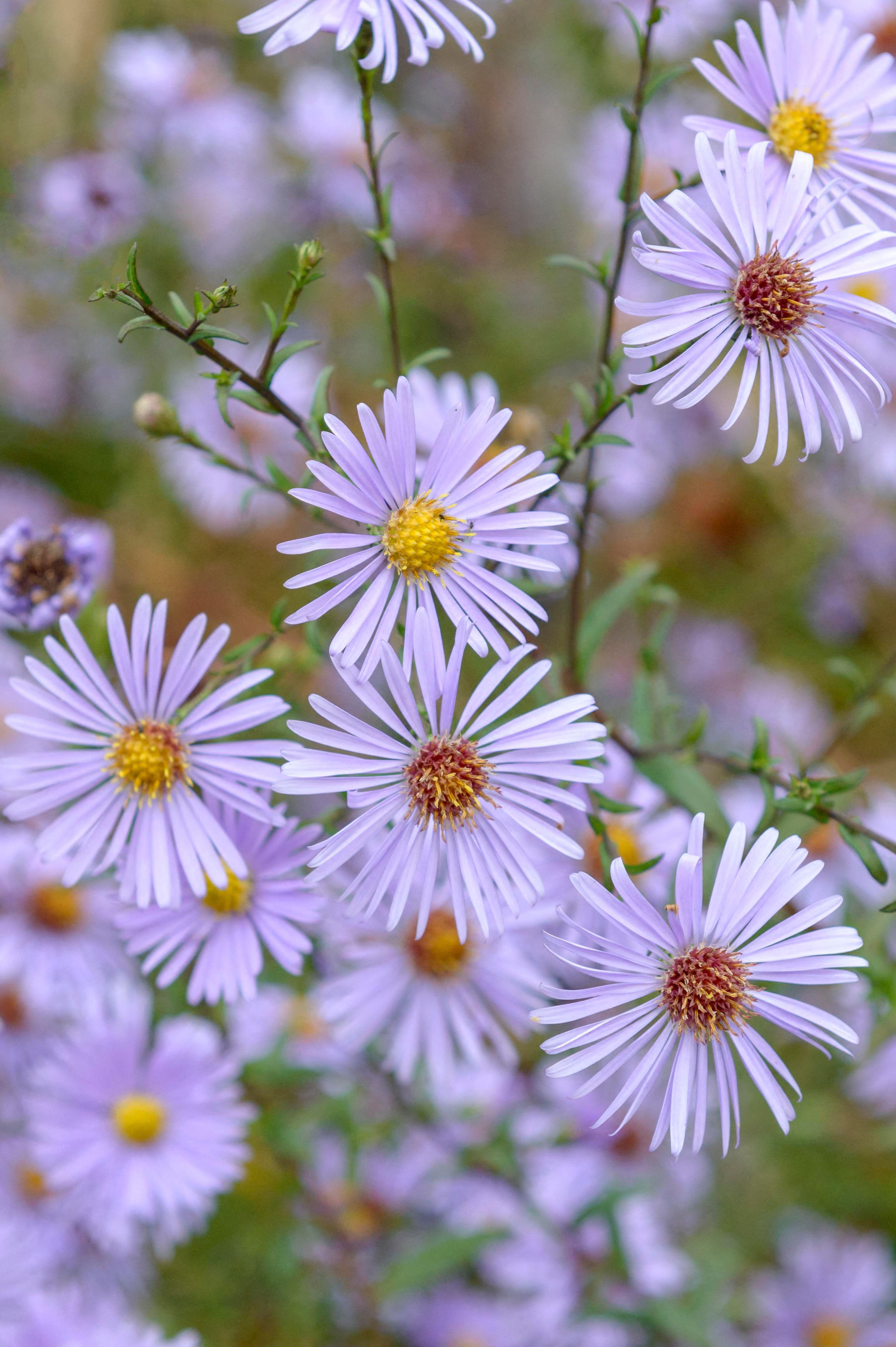 Aster laevis 'Blauschleier' - herfstaster vaste plant