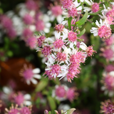 Aster lateriflorus 'Horizontalis'