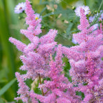 Astilbe x arendsii 'Amerika'