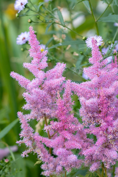 Astilbe x arendsii 'Amerika'