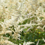 Astilbe arendsii 'Brautschleier' - pluimspirea vaste plant