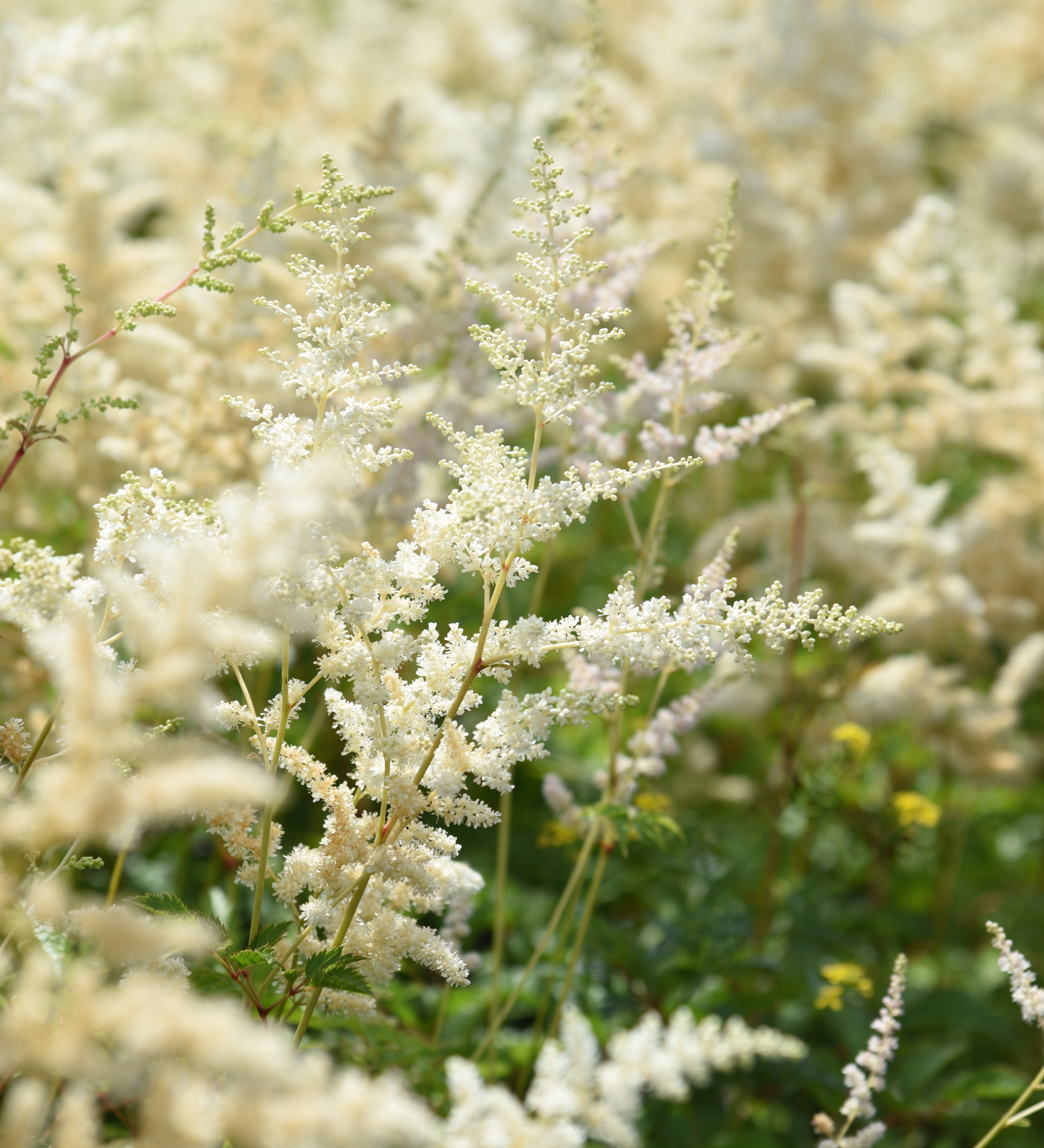 Astilbe arendsii 'Brautschleier' - pluimspirea vaste plant