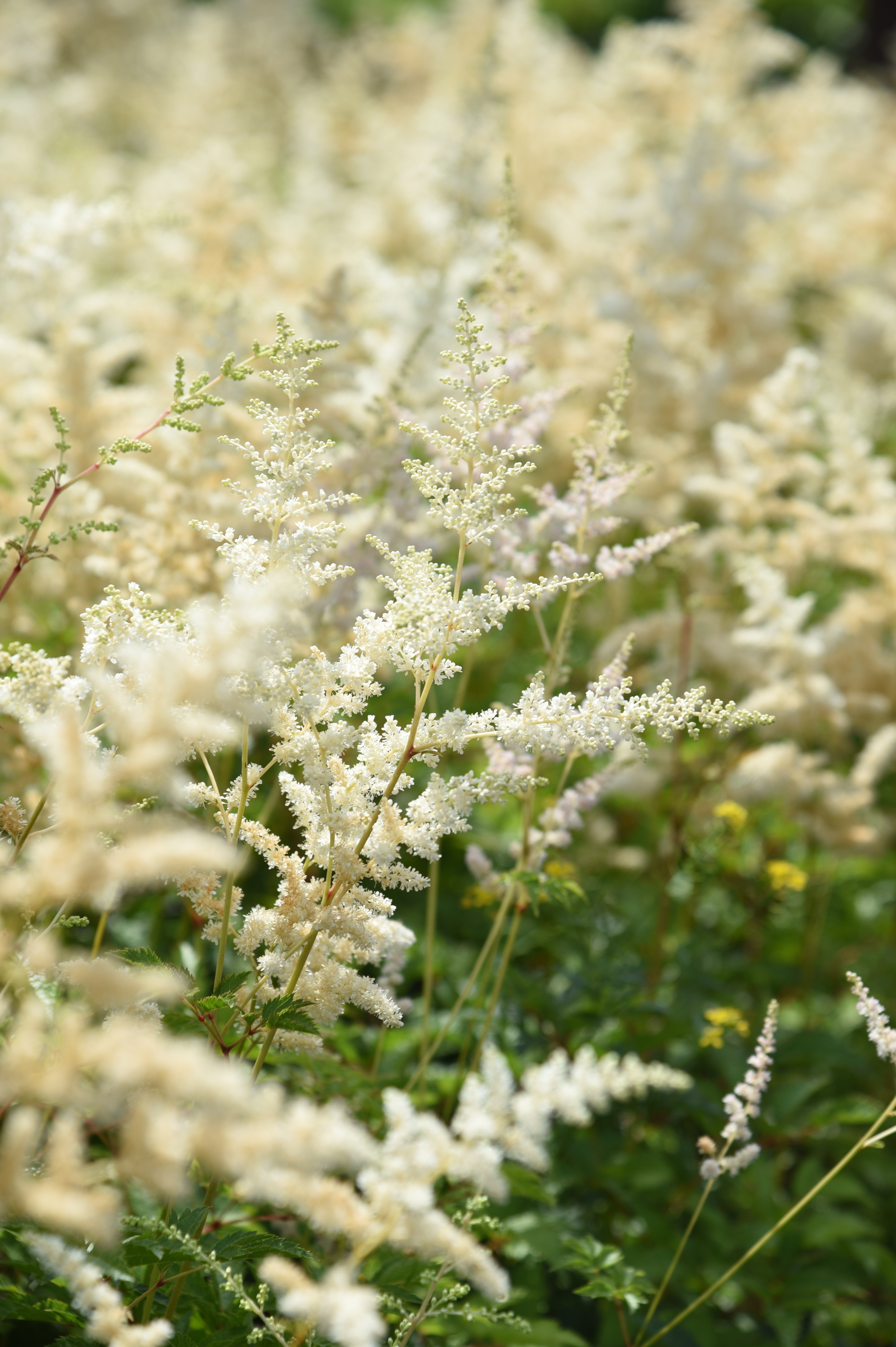 Astilbe arendsii 'Brautschleier' - pluimspirea vaste plant