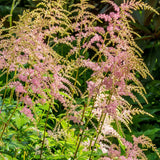 Astilbe arendsii 'Bressingham Beauty'