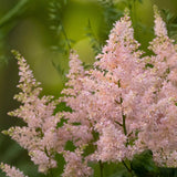 Astilbe simplicifolia 'Hennie Graafland'