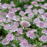 Astrantia 'Buckland'