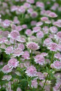 Astrantia 'Buckland'-Angelo