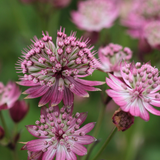 Astrantia major 'Cerise Button'
