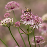 Astrantia major 'Pink Button'