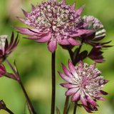 Astrantia major 'Primadonna' - zeeuws knoopje vaste plant