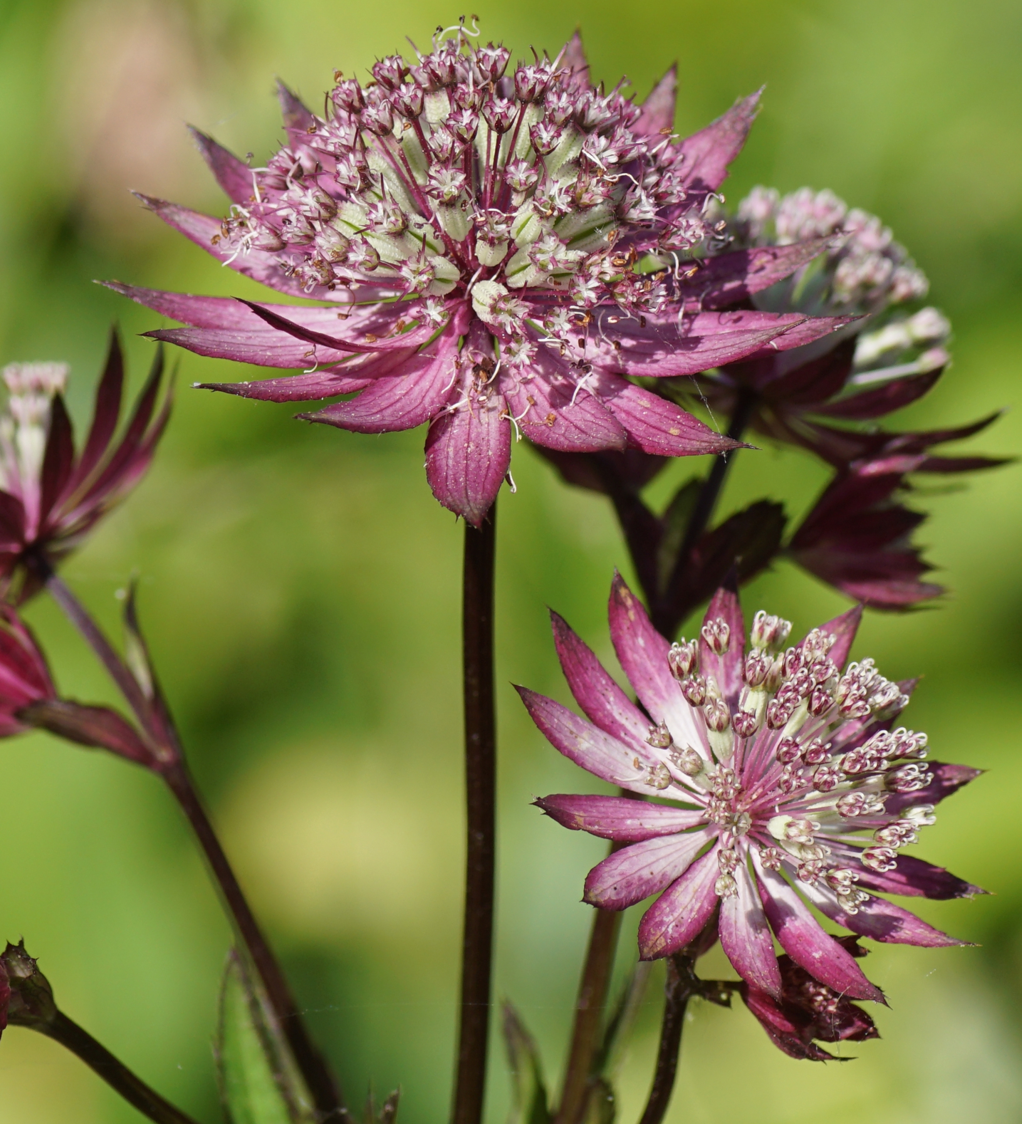 Astrantia major 'Primadonna' - zeeuws knoopje vaste plant