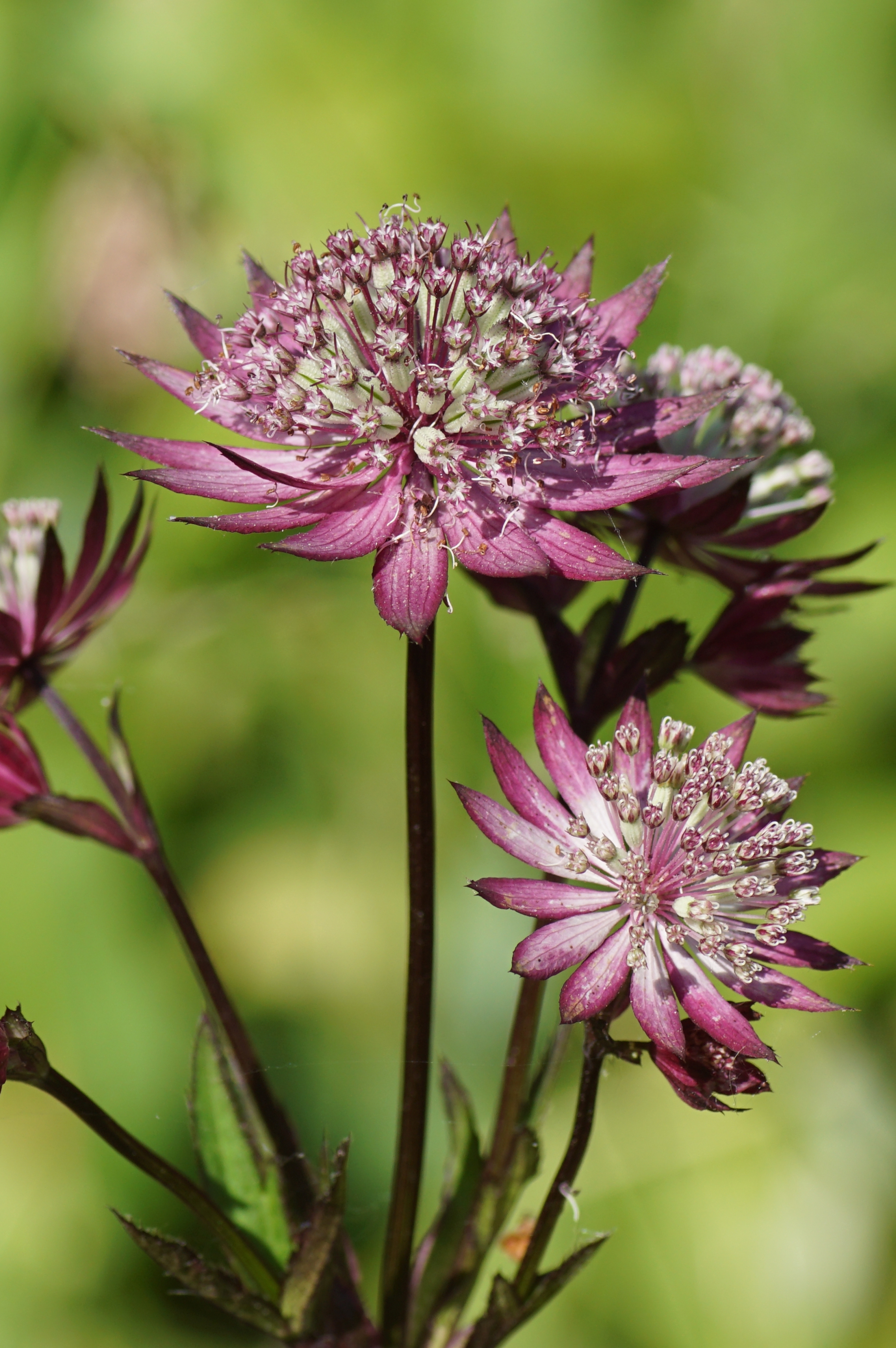 Astrantia major 'Primadonna' - zeeuws knoopje vaste plant