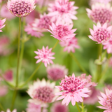 Astrantia major 'Roma'