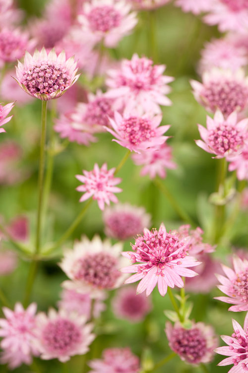 Astrantia major 'Roma'