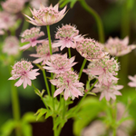 Astrantia major 'Florence'-Angelo