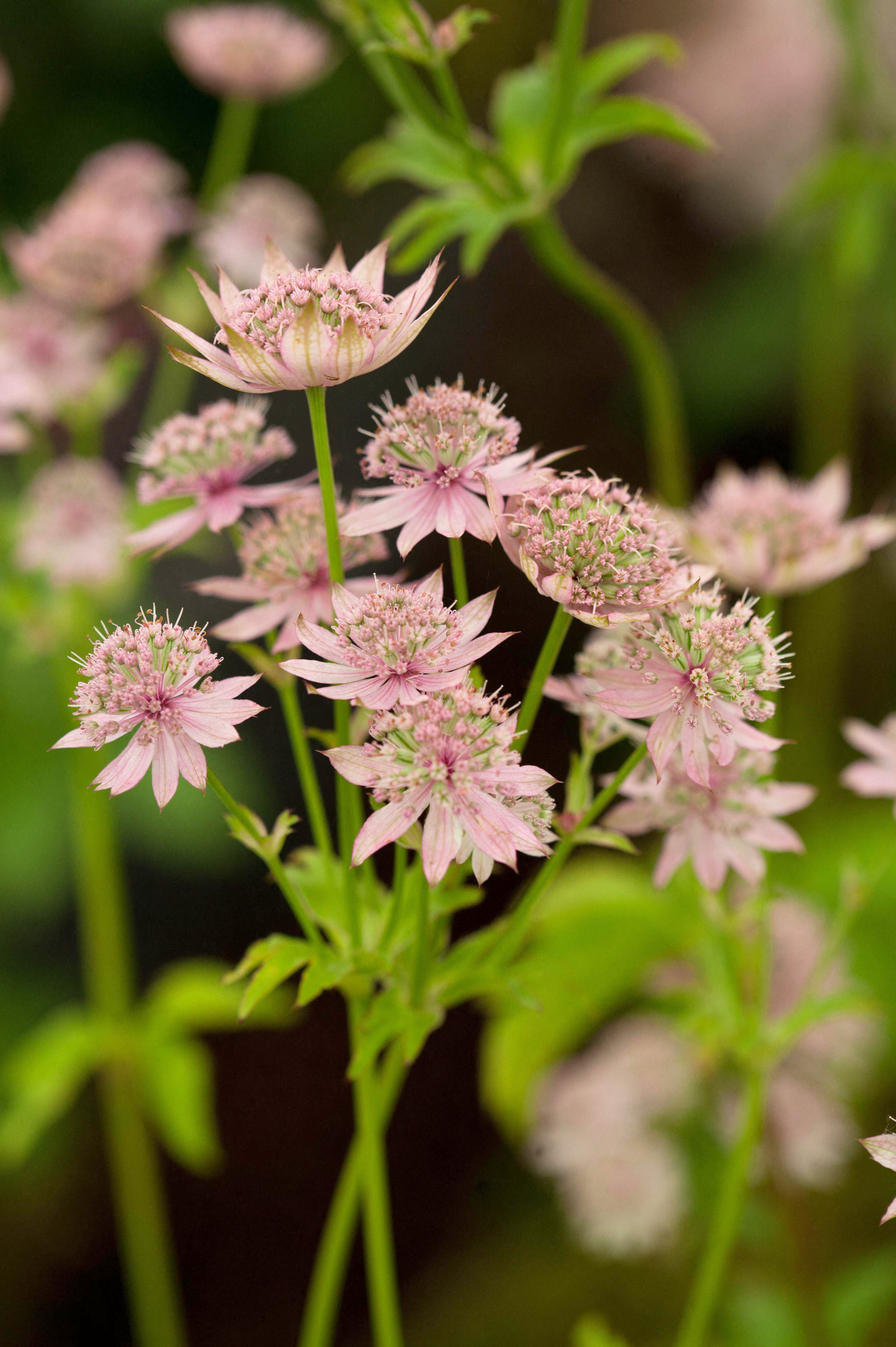 Astrantia major 'Florence'-Angelo