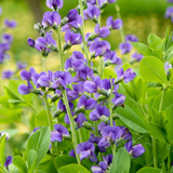 Baptisia australis