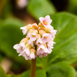 Bergenia hybride 'Baby Doll' - schoenlappersplant vaste plant