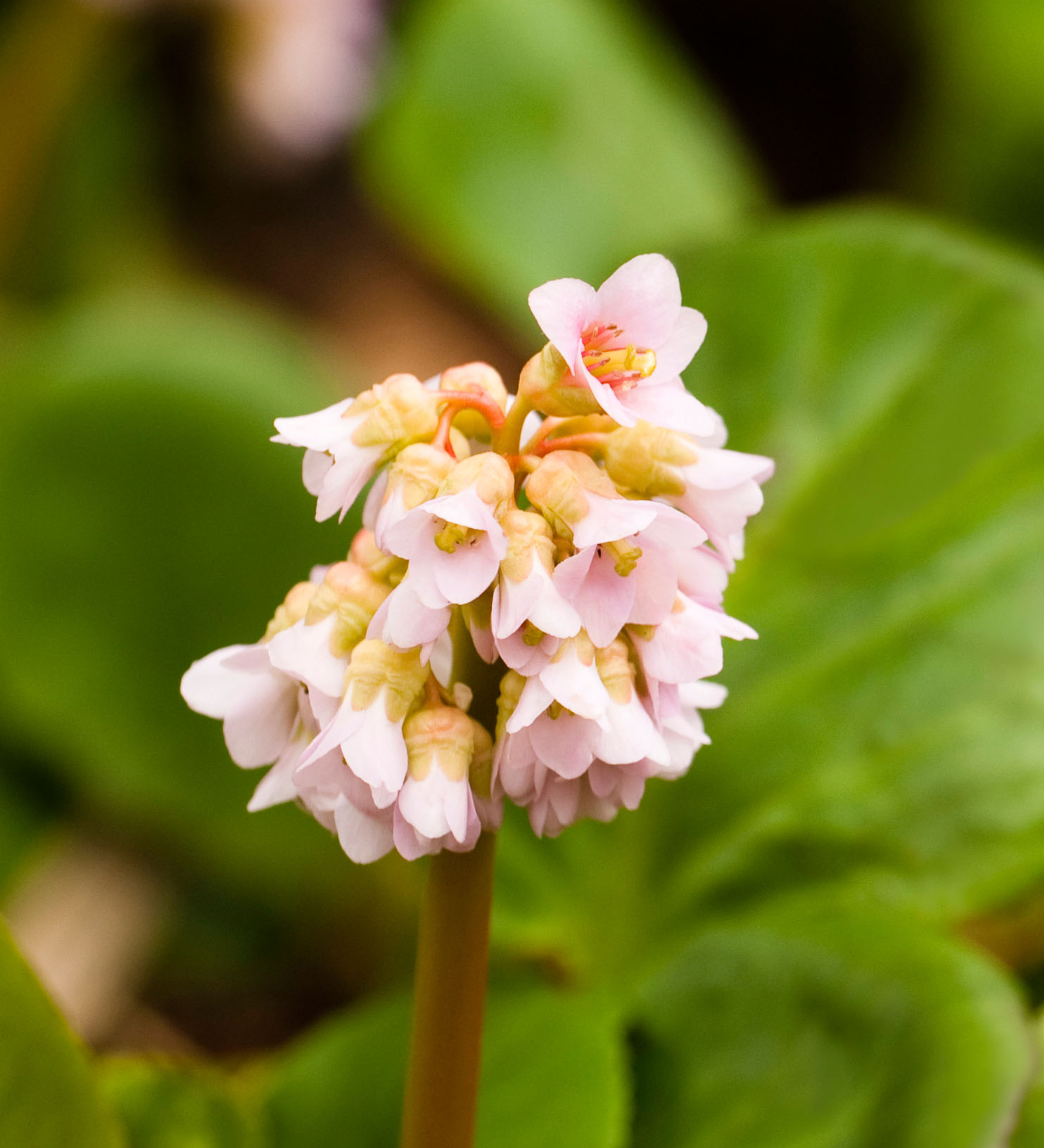 Bergenia hybride 'Baby Doll' - schoenlappersplant vaste plant