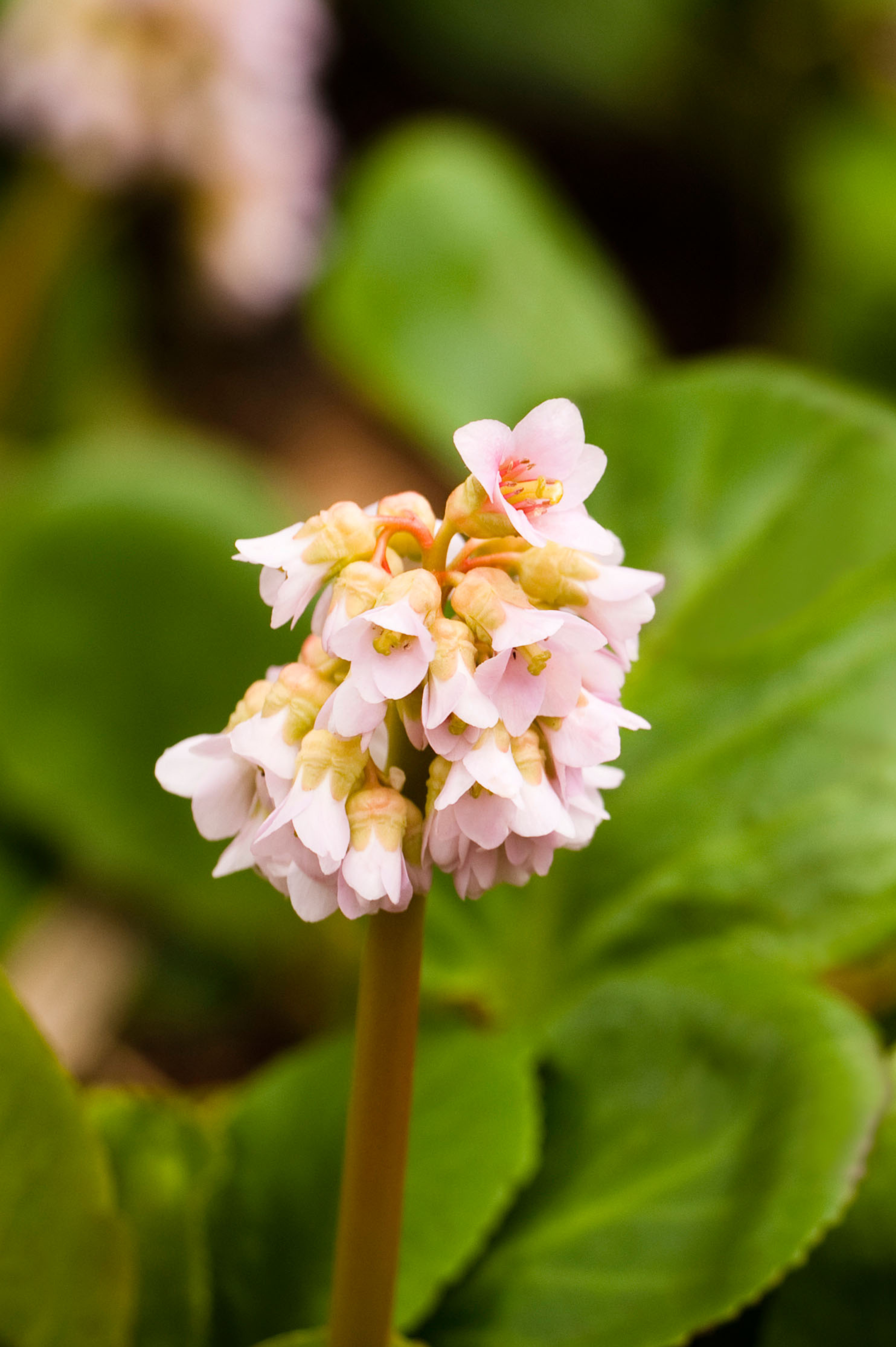 Bergenia hybride 'Baby Doll' - schoenlappersplant vaste plant