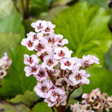 Bergenia hybride 'Dragonfly Angel Kiss'