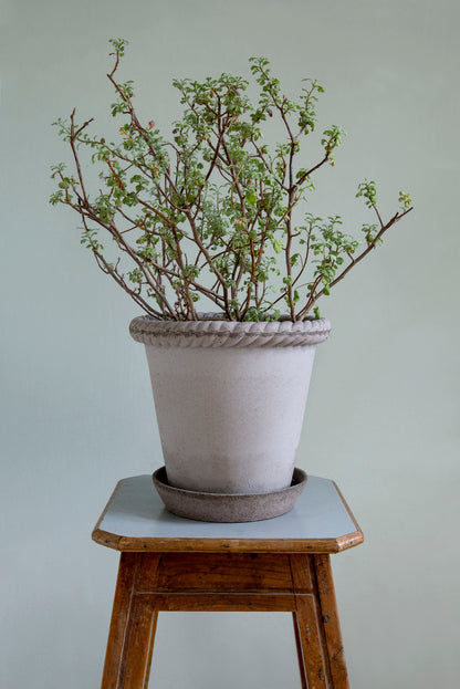 Pot Emilia