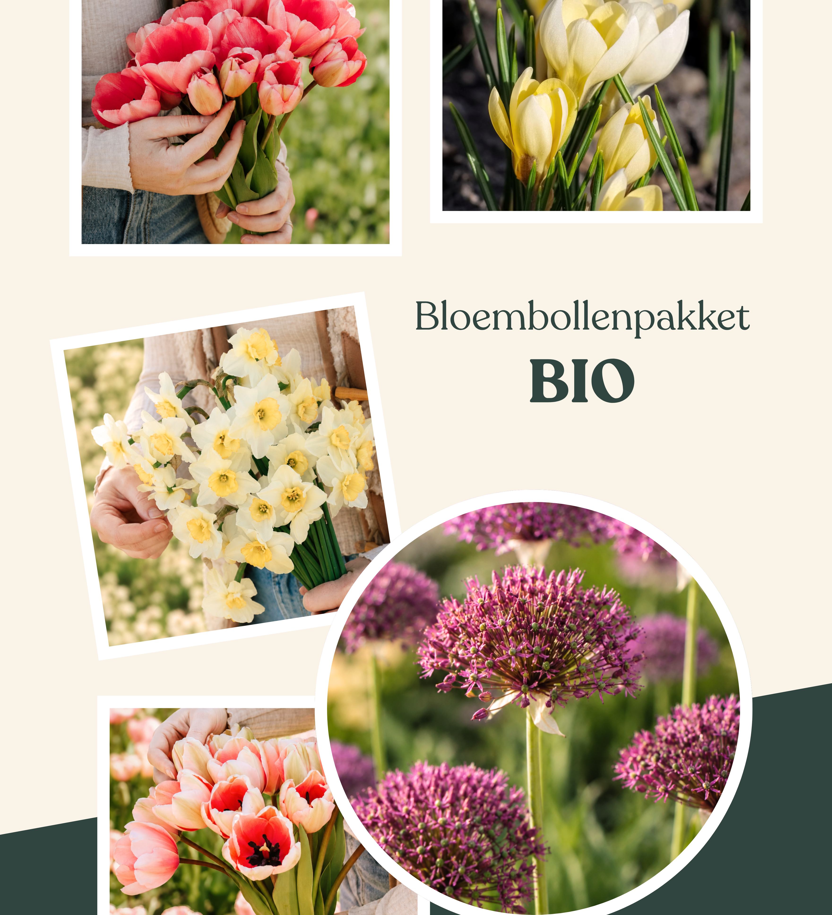 Bloembollenpakket Biologisch