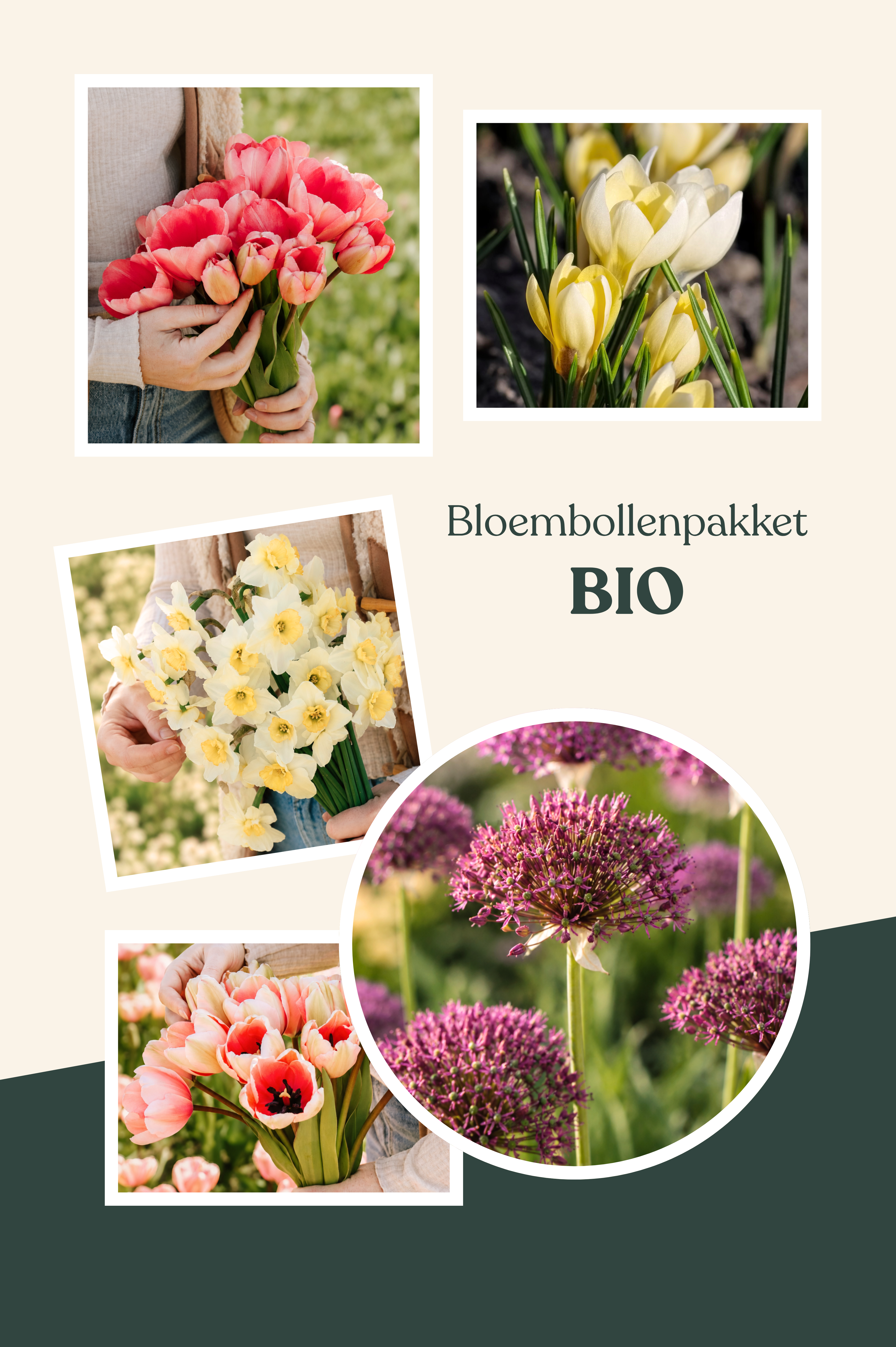 Bloembollenpakket Biologisch