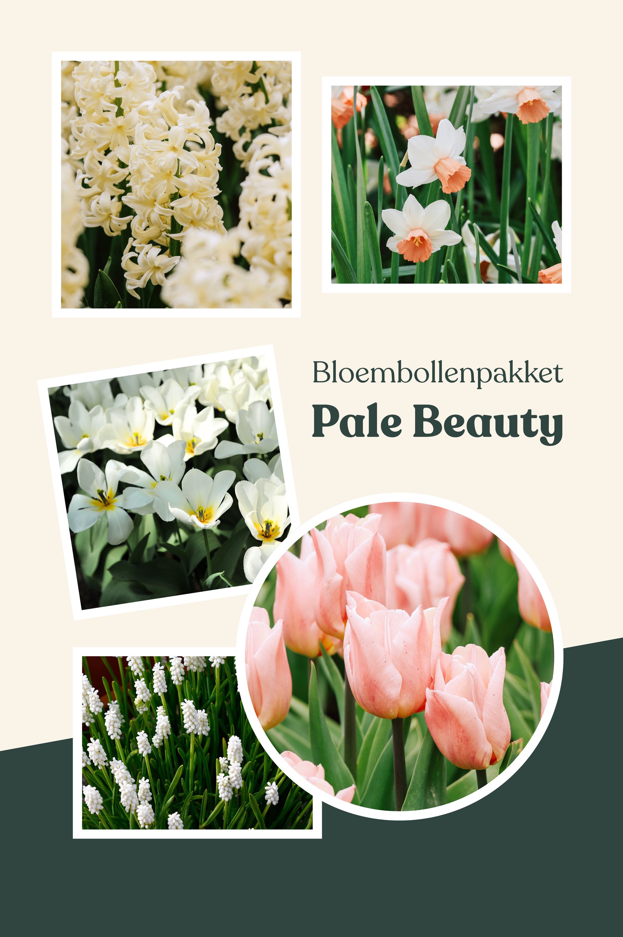 Bloembollenpakket Bloembollenlasagne Pale Beauty