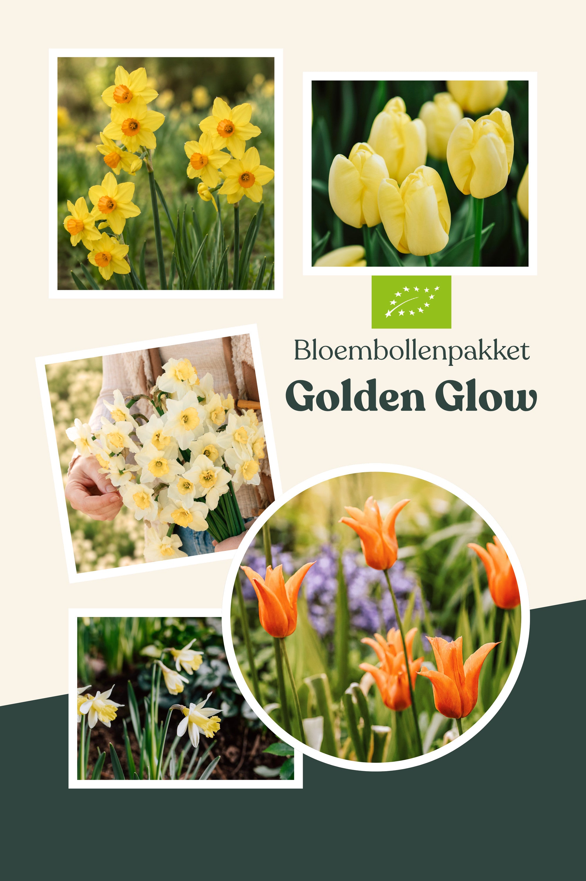 Bloembollenpakket Golden Glow BIO